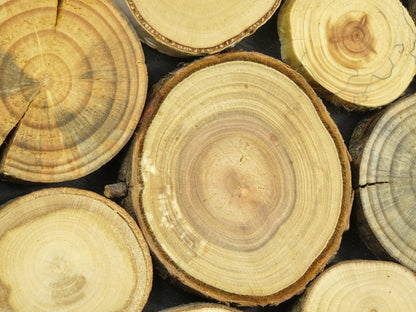 Round wood wall art , Tree rounds decor, holzwand kunst, tree slices wall art, modern wood wall art